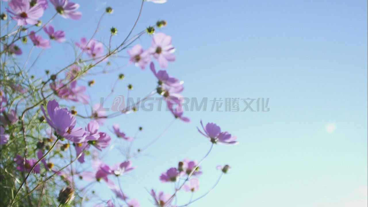 華為集團(tuán)公司微電影_華為公司微電影_華為公司企業(yè)宣傳片_華為公司專(zhuān)題宣傳片拍攝制作